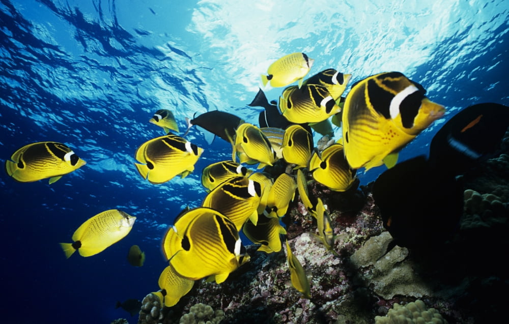 Hawaii Maui Molokini Crater School Raccoon Butterflyfish Over Reef Chaetodon Lunula Near Surface Canvas Art - Ed Robinson Design Pics (17 x 11)