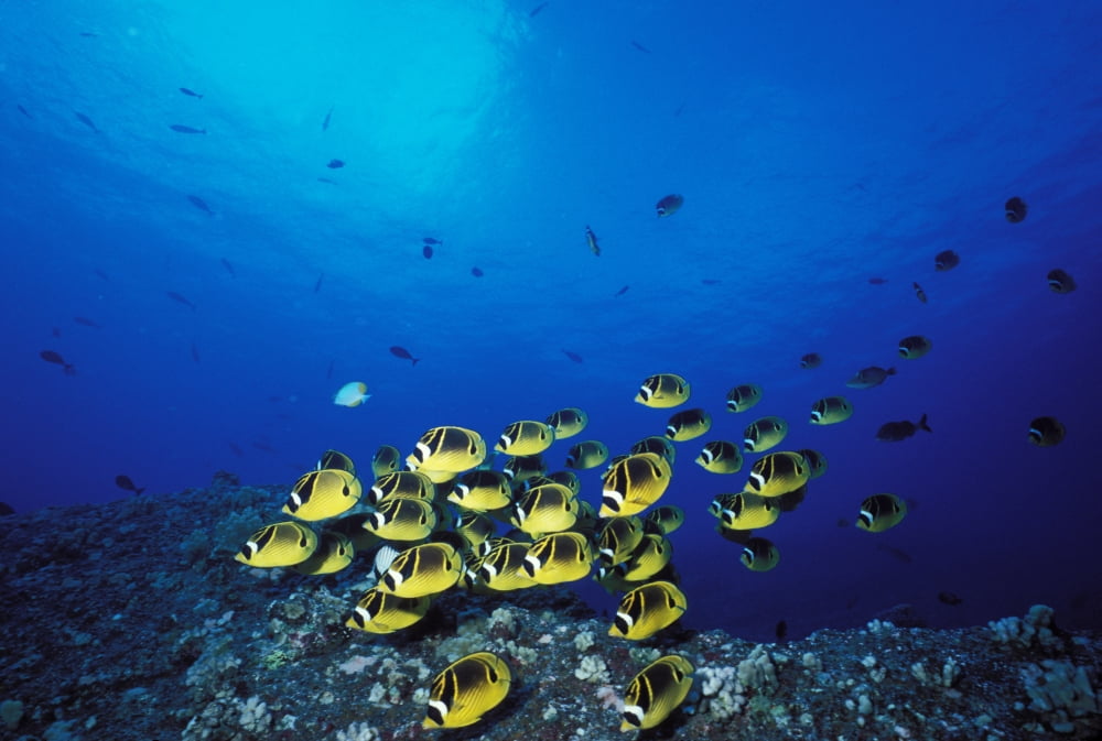 Hawaii Maui Molokini Crater Schooling Raccoon Butterflyfish Near Reef Canvas Art - Ed Robinson Design Pics (34 x 22)