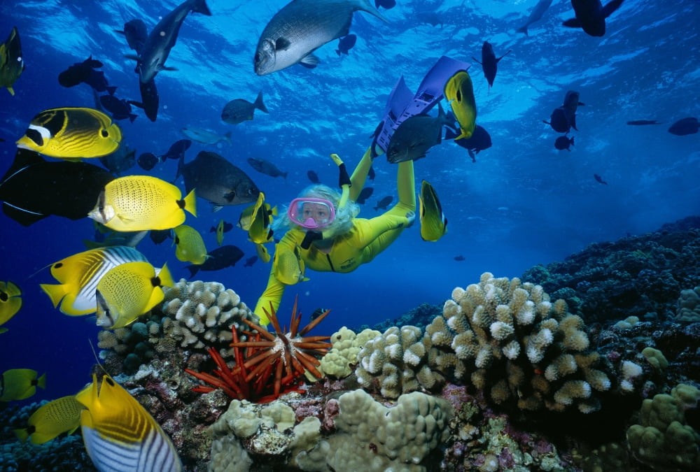 Hawaii Maui Molokini Crater Woman In Yellow Dive Suit Snorkels Over Reef Colorful Fish Canvas Art - Ed Robinson Design Pics (38 x 24)
