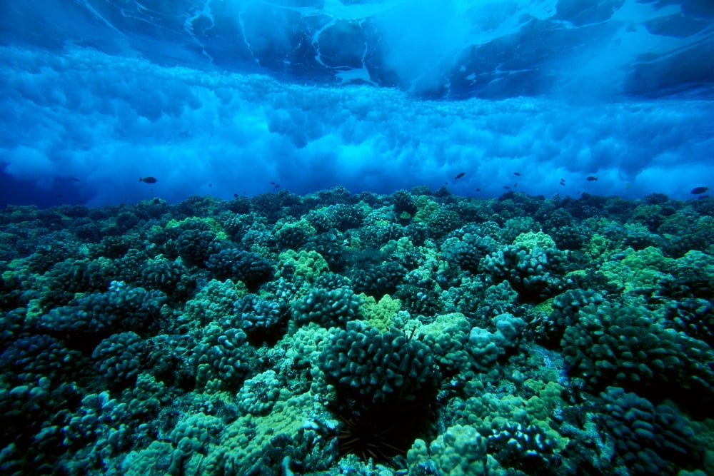 Hawaii Maui Molokini Island Underwater View Of Wave Breaking Over Shallow Reef B1916 Canvas Art - Dave Fleetham Design Pics (19 x 12)