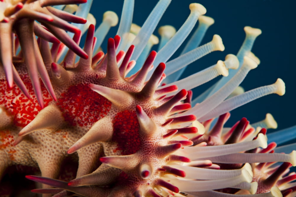 Hawaii Maui Molokini A Macro Shot Of The Spines And Tube Feet Of A Crown Of Thorns Starfish (Acanthaster Planci) Canvas Art - Dave Fleetham  Design Pics (18 x 12)