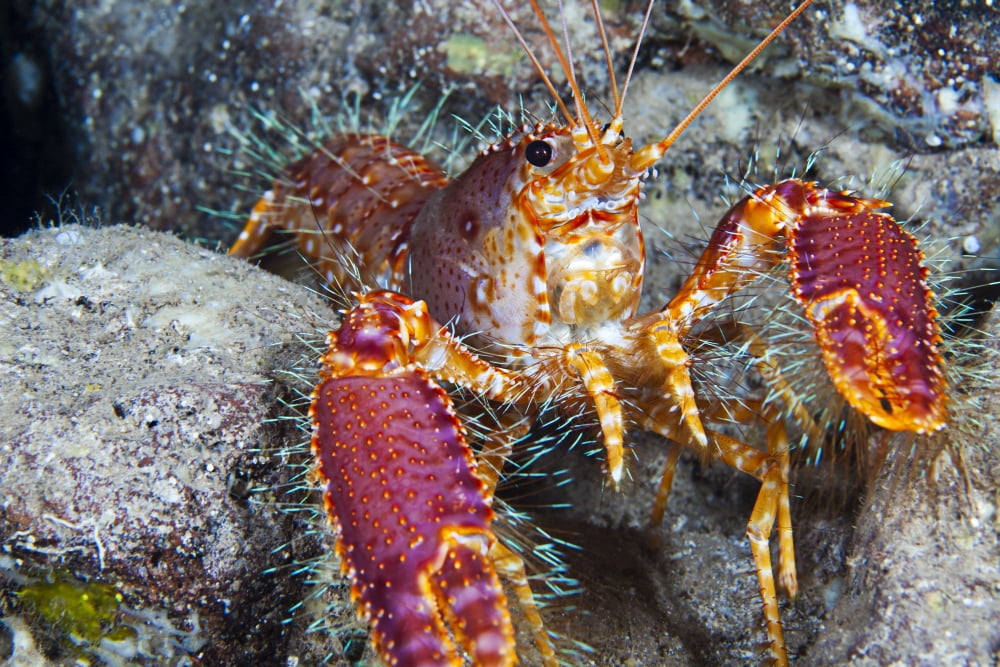 Hawaii Maui Molokini Western Lobster (Enoplometopus Occidentalis) Found Among Rocks Canvas Art - Dave Fleetham Design Pics (18 x 12)
