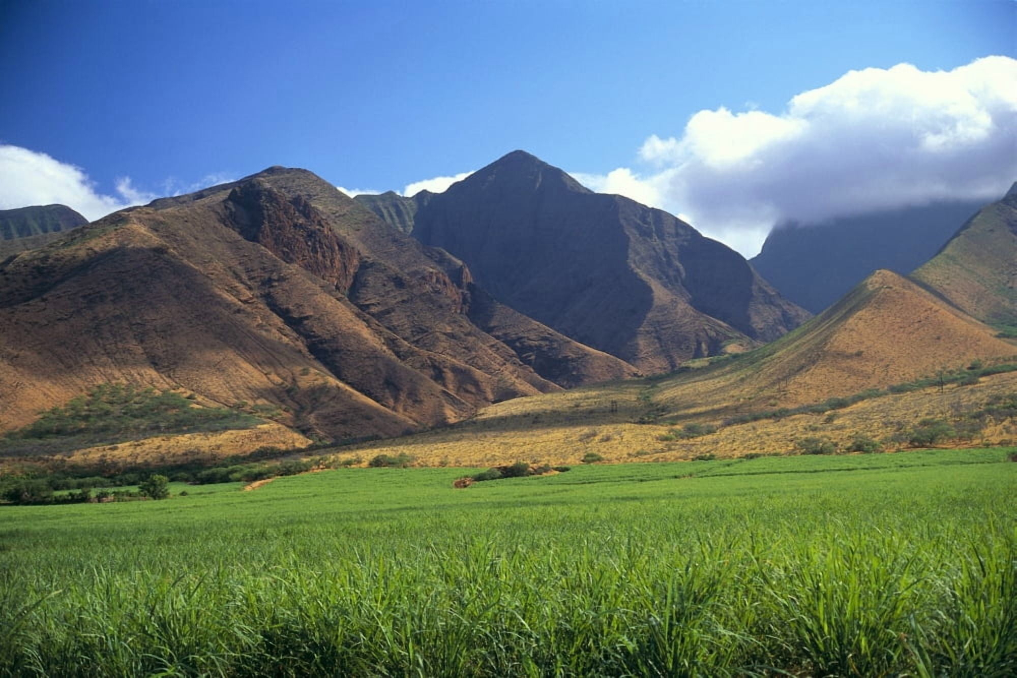 Hawaii Maui Mountains Cane Fields A48A Canvas Art - Carl Shaneff Design Pics (19 x 12)