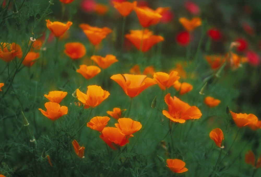 Hawaii Maui Olinda Field Of Wild Orange Poppies Growing Canvas Art - Ron Dahlquist Design Pics (34 x 22)