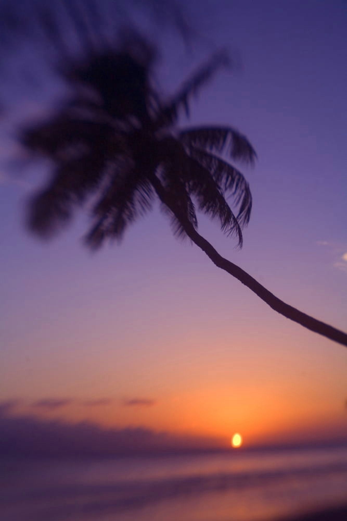 Hawaii Maui Olowalu Palm Tree Over The Beach At Sunset Canvas Art - Ron Dahlquist Design Pics (22 x 34)