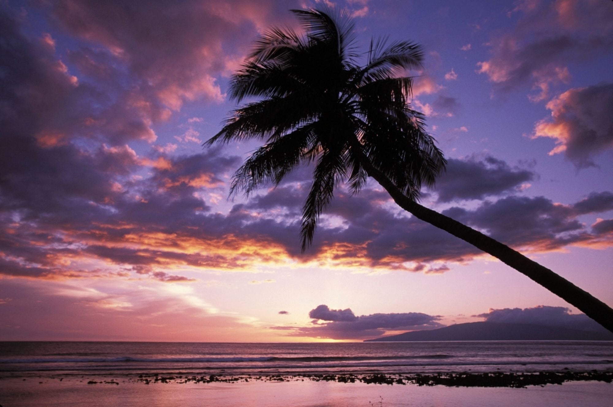 Hawaii Maui Olowalu Purple Sunset With Lanai In Distance And Palm Silhouette Canvas Art - Ron Dahlquist Design Pics (17 x 11)