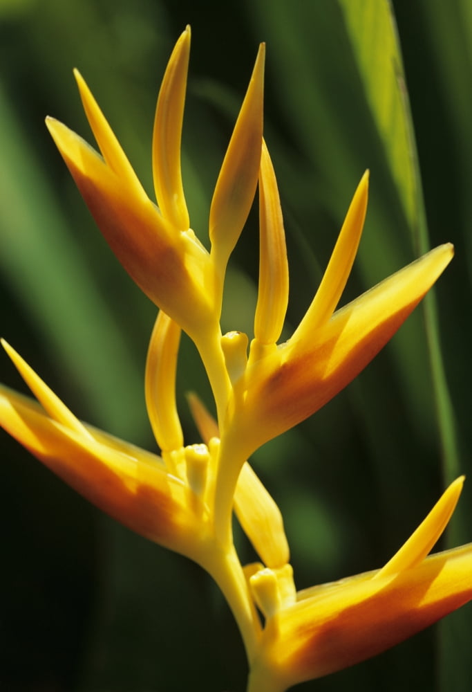 Hawaii Maui Orange Heliconia Blossom Canvas Art - Ron Dahlquist Design Pics (24 x 36)