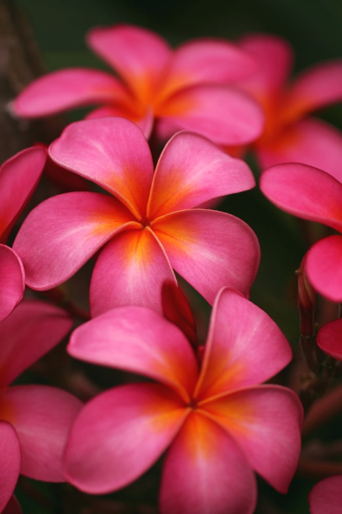 Hawaii Maui Pink Plumerias Canvas Art - Ron Dahlquist Design Pics (12 x 18)