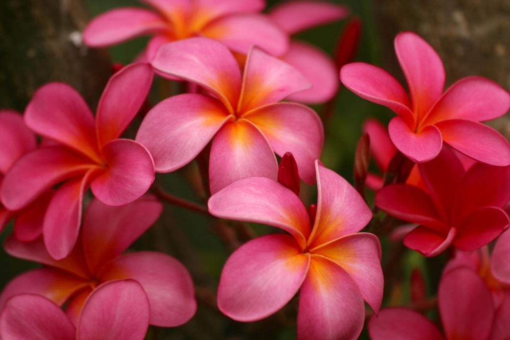 Hawaii Maui Pink Plumerias Canvas Art - Ron Dahlquist Design Pics (18 x 12)