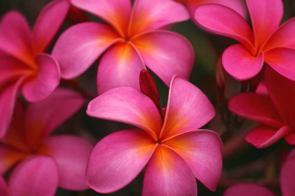 Hawaii Maui Pink Plumerias Canvas Art - Ron Dahlquist Design Pics (18 x 12)