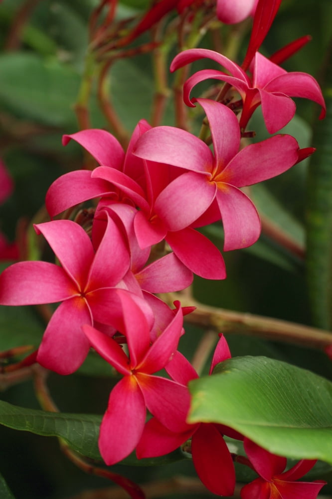 Hawaii Maui Pink Plumerias Canvas Art - Ron Dahlquist Design Pics (24 x 36)
