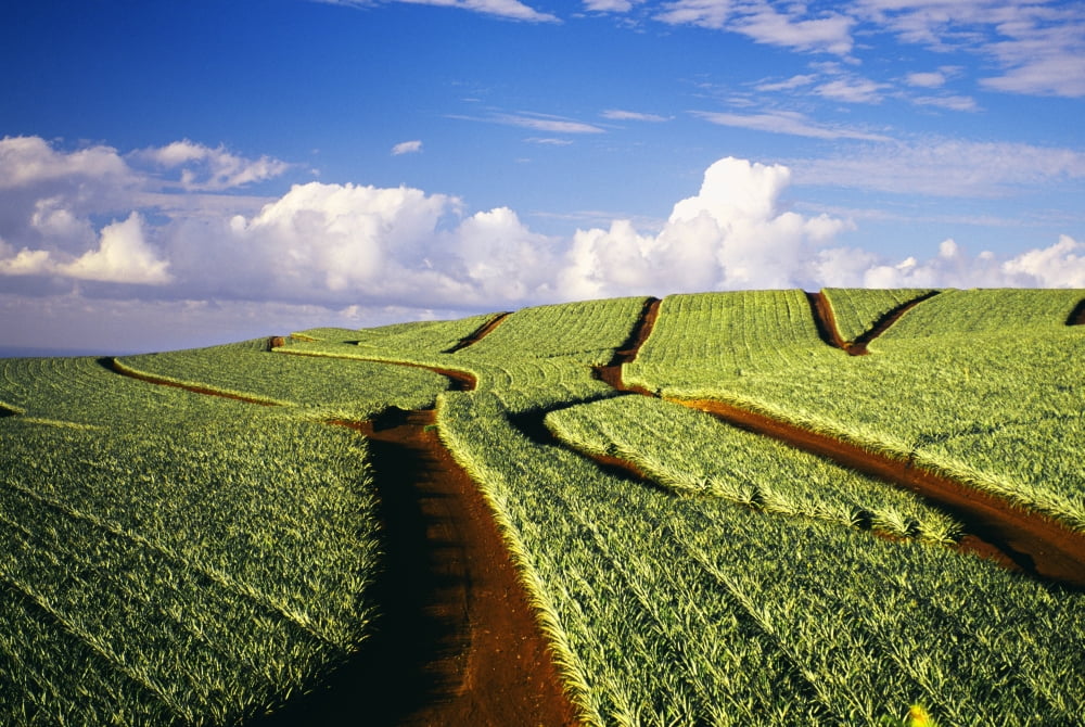 Hawaii Maui Pukalani Pineapple Fields Stretch Out To The Horizon Canvas Art - Dana Edmunds Design Pics (19 x 12)