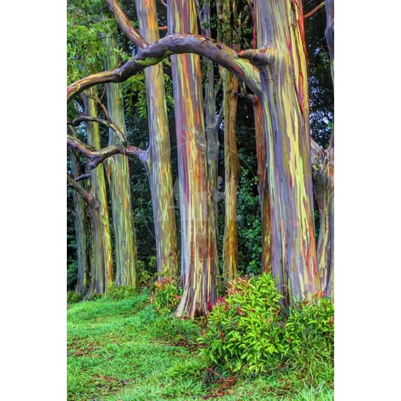 Hawaii, Maui, Rainbow Eucalyptus Trees, Botanical Unframed Photographic Print Wall Art by Terry Eggers Sold by Art.Com