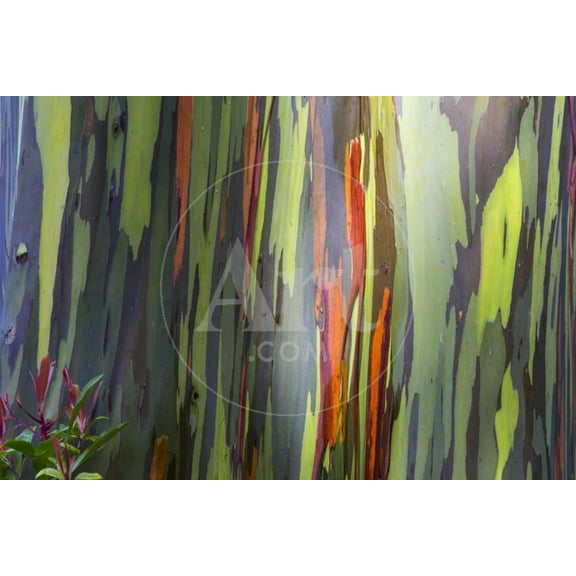 Hawaii, Maui, Rainbow Eucalyptus Trees, Botanical Unframed Photographic Print Wall Art by Terry Eggers Sold by ArtCom