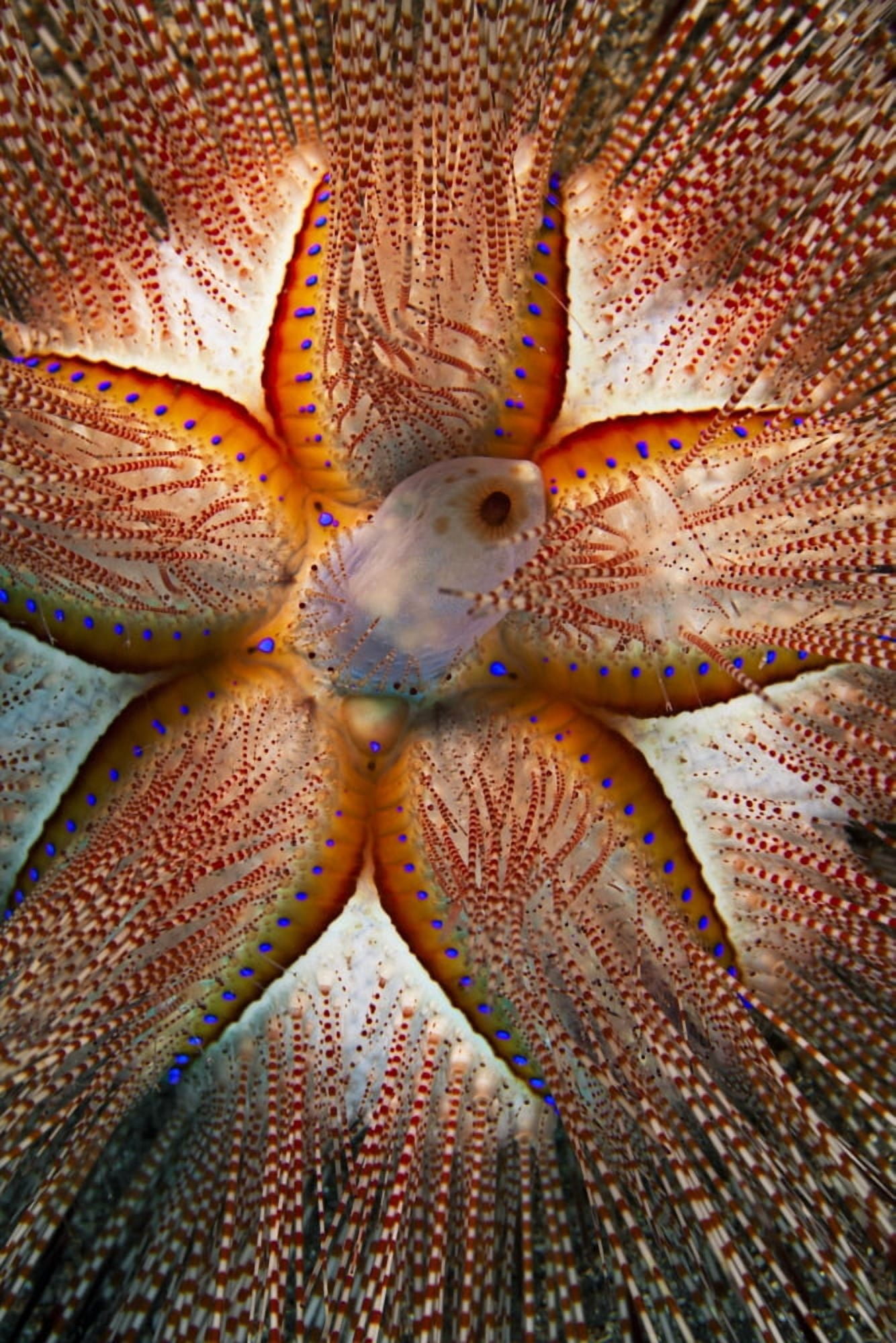 Hawaii Maui Rare Sighting Of A Blue-Spotted Sea Urchin (Astropyga Radiata) Canvas Art - Dave Fleetham Design Pics (12 x 18)