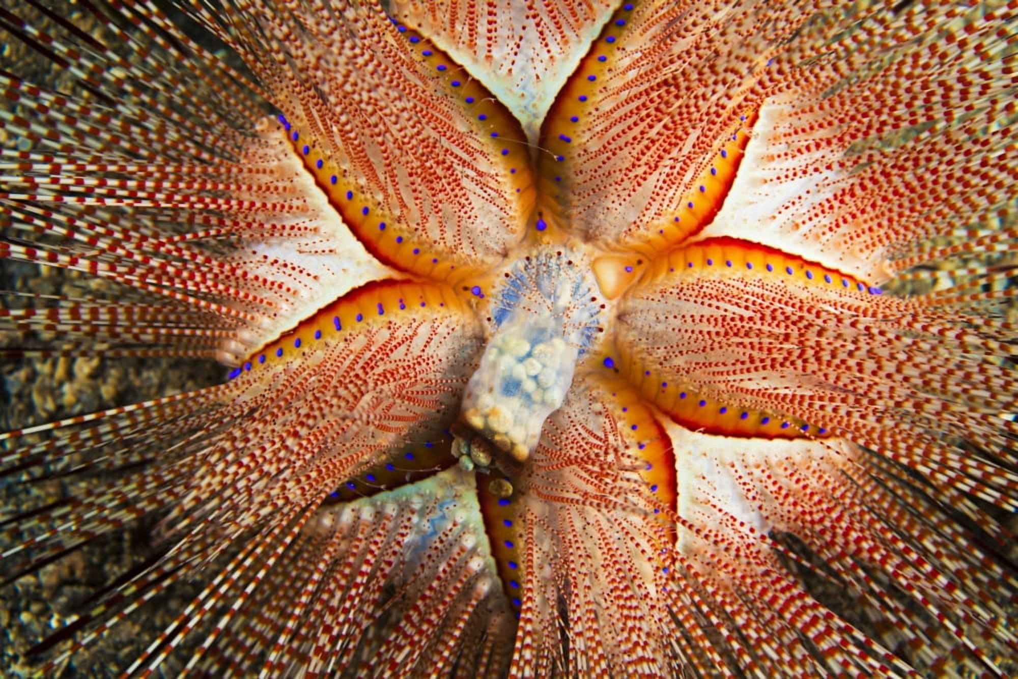 Hawaii Maui Rare Sighting Of A Blue-Spotted Sea Urchin (Astropyga Radiata) Canvas Art - Dave Fleetham Design Pics (36 x 24)