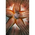thumbnail image 1 of Hawaii, Maui, Rare Sighting Of A Blue-Spotted Sea Urchin (Astropyga Radiata). Poster Print (12 x 18), 1 of 3