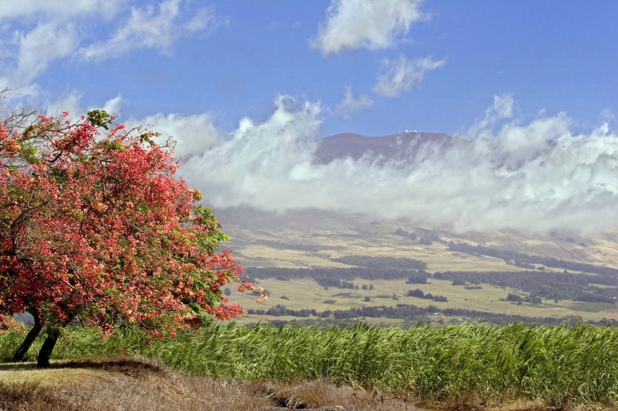 Hawaii Maui Science City At The Top Of Haleakala Volcano Can Be Seen In This Upcountry Scene With Tree In Bloom Canvas Art - Dave Fleetham Design Pics (34 x 22)