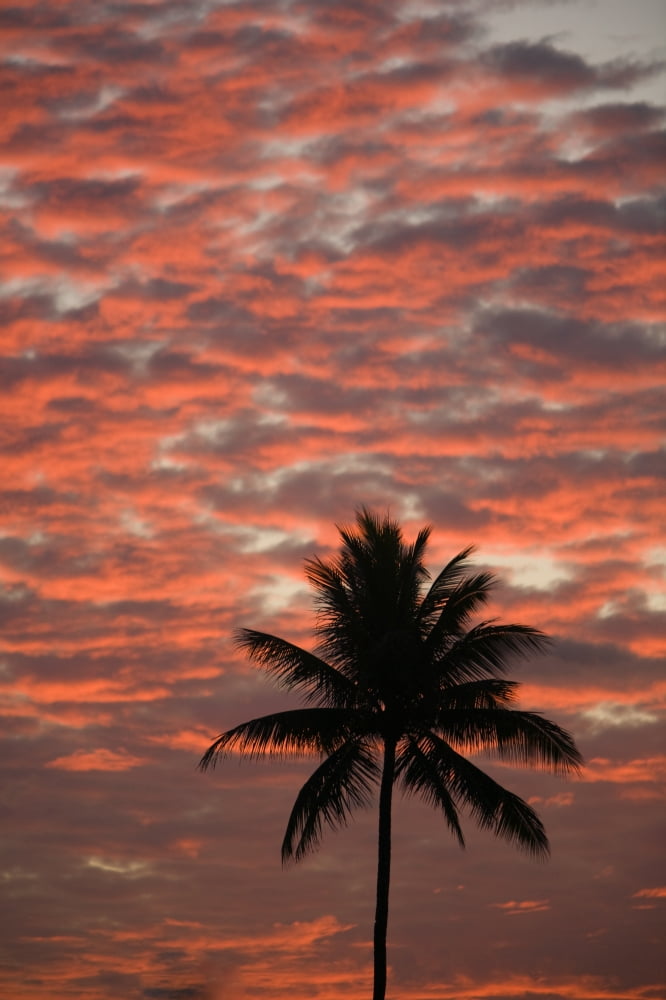Hawaii Maui Silhouette Of A Palm Tree At Sunset Canvas Art - Ron Dahlquist Design Pics (11 x 17)