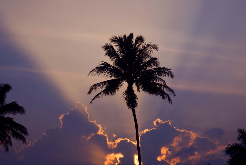 Hawaii Maui Silhouette Of A Palm Tree At Sunset Canvas Art - Ron Dahlquist Design Pics (34 x 22)