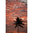 thumbnail image 1 of Hawaii, Maui, Silhouette Of A Palm Tree At Sunset. Poster Print (11 x 17), 1 of 4
