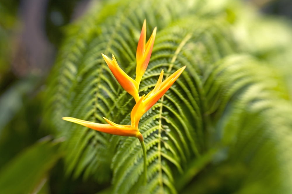 Hawaii Maui Single Heliconia Nickeriensis In Front Of Fern Leaves Selective Focus Canvas Art - Ron Dahlquist Design Pics (34 x 22)