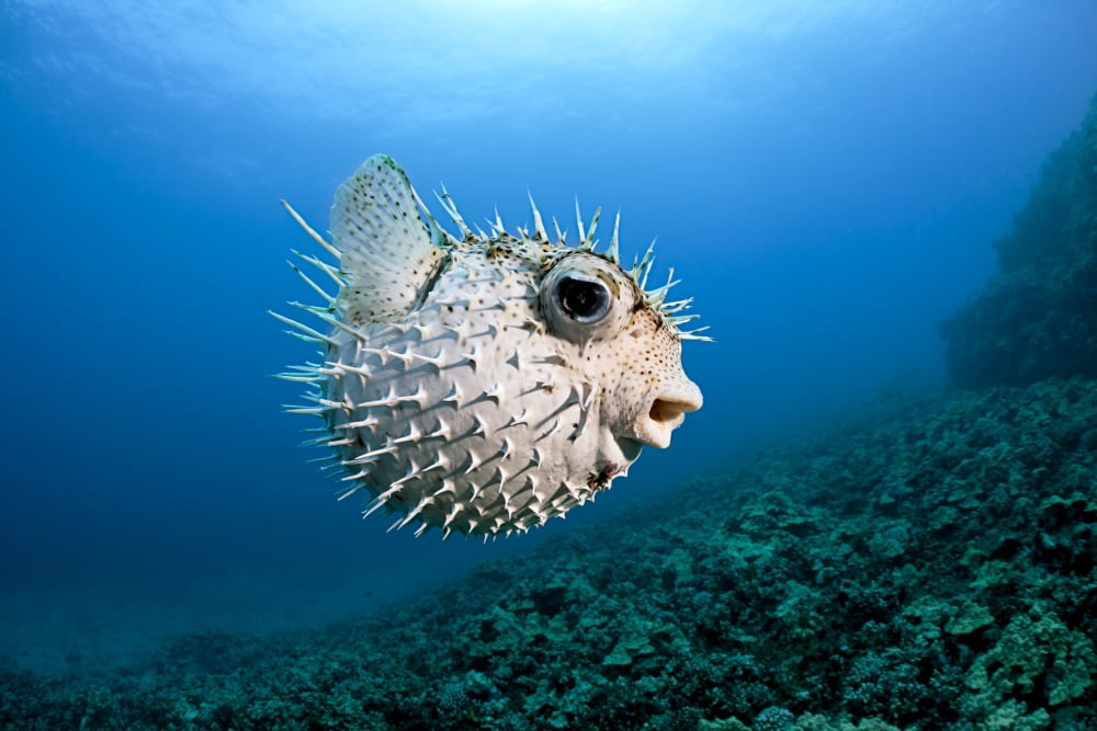Hawaii Maui Spotted Porcupinefish (Diodon hystrix) swims along the ocean floor Canvas Art - Dave Fleetham Design Pics (18 x 12)