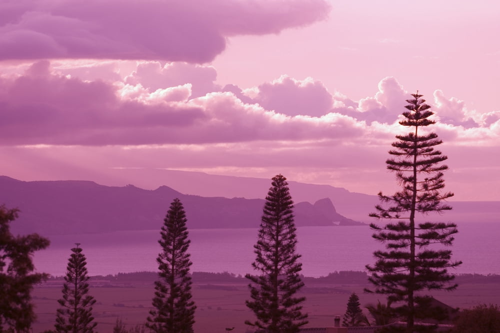 Hawaii Maui Sunset Looking Toward Kahakuloa Pine Trees In Foreground Canvas Art - Ron Dahlquist Design Pics (18 x 12)