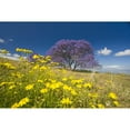 thumbnail image 1 of Hawaii Maui The Lavender Blossoms Of This Jacaranda Tree Contrast The Spring Flowers In A Field Beside The Road To Hal 3, 1 of 2