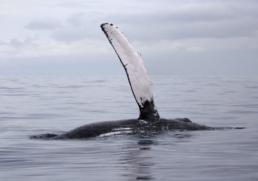 Hawaii Maui The Pectoral Fin Of A Humpback Whale Canvas Art - M Swiet Productions Design Pics (18 x 13)