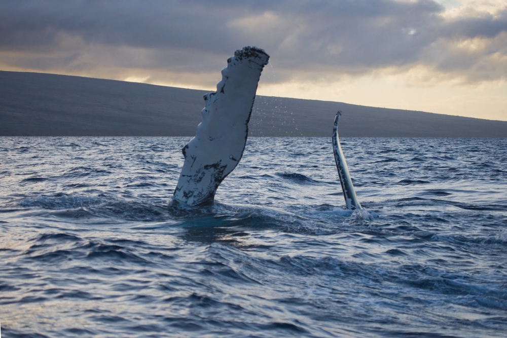Hawaii Maui The Pectoral Fin Of A Humpback Whale Canvas Art - M Swiet Productions Design Pics (19 x 12)