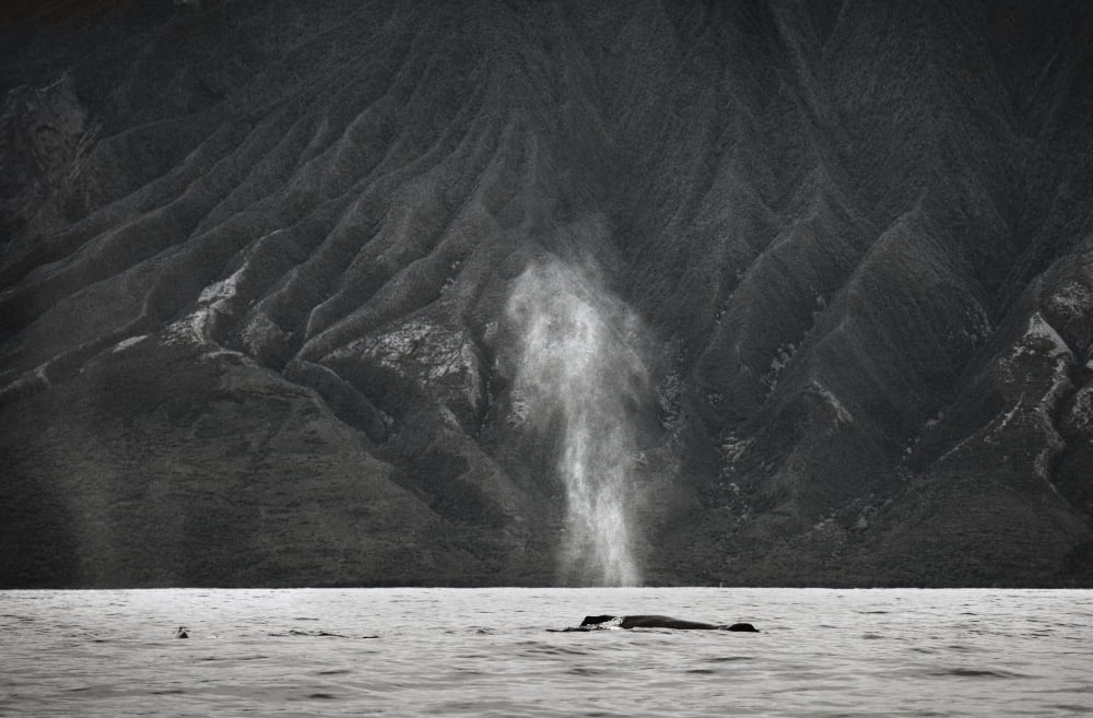 Hawaii Maui The Spout Of A Humpback Whale Canvas Art - M Swiet Productions Design Pics (38 x 24)