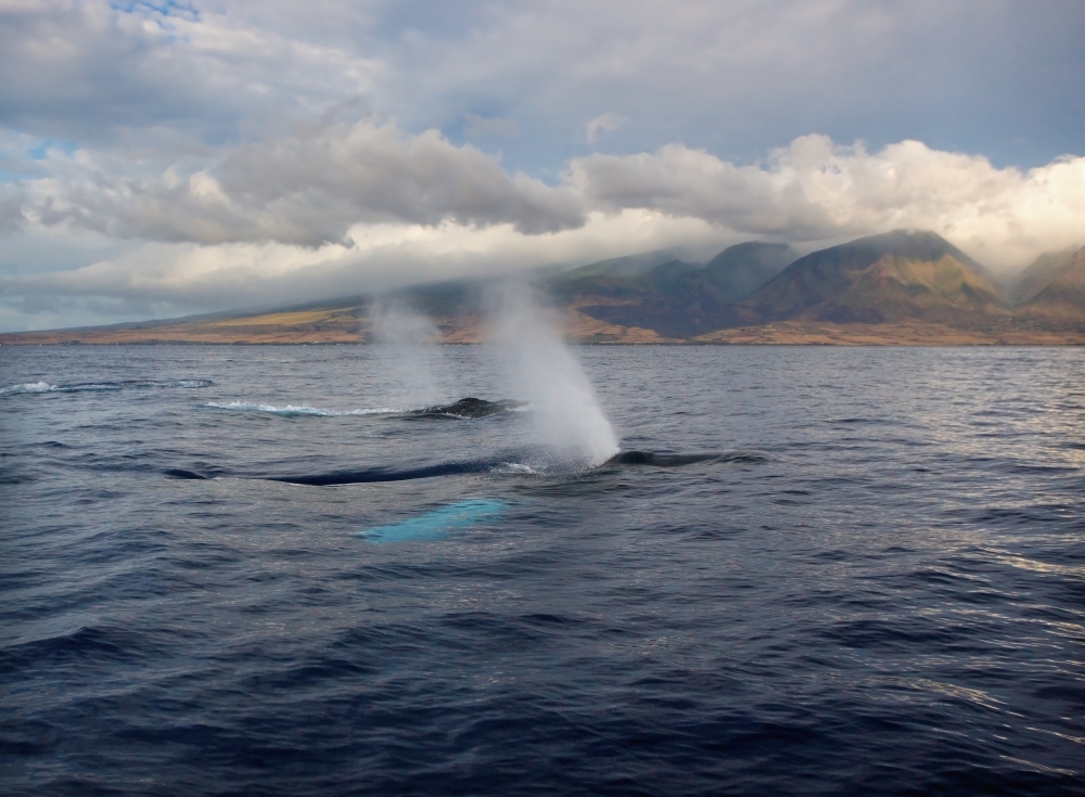 Hawaii Maui The Spout Of Two Humpback Whales Canvas Art - M Swiet Productions Design Pics (36 x 26)