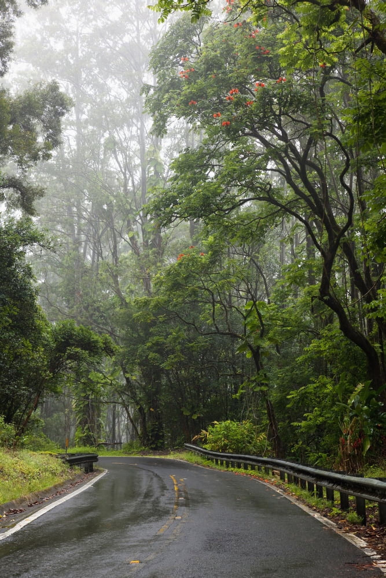 Hawaii Maui The lush Road To Hana Canvas Art - Jenna Szerlag Design Pics (12 x 19)