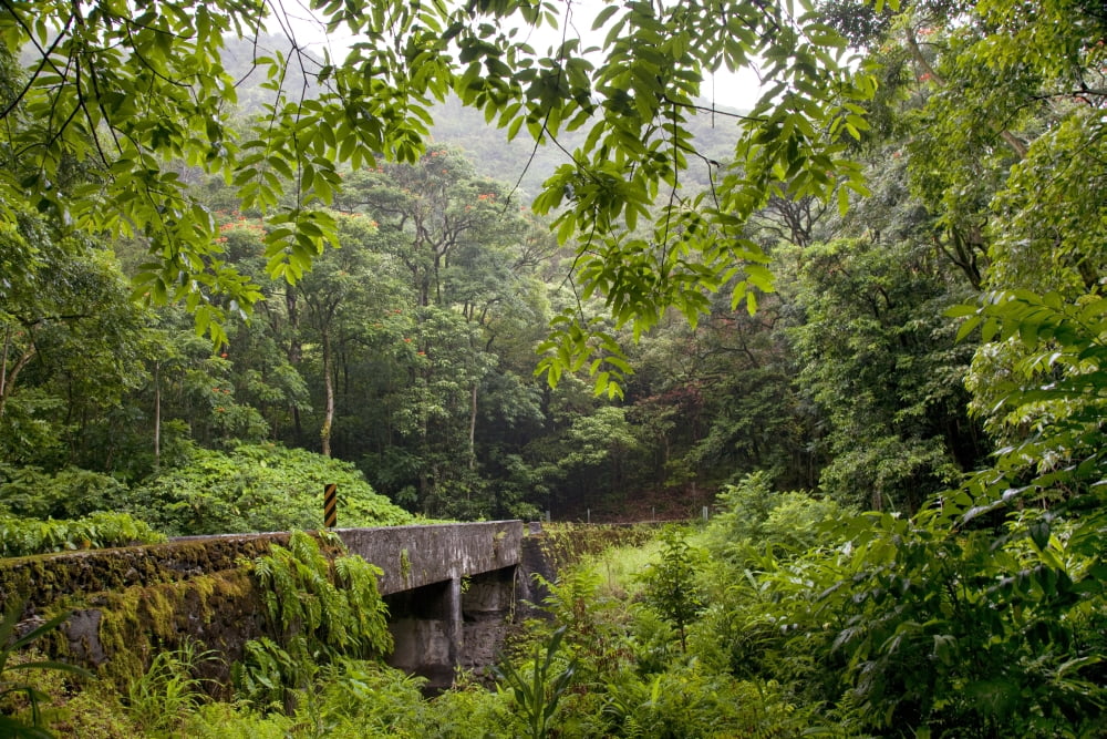 Hawaii Maui The lush Road To Hana Canvas Art - Jenna Szerlag Design Pics (40 x 26)