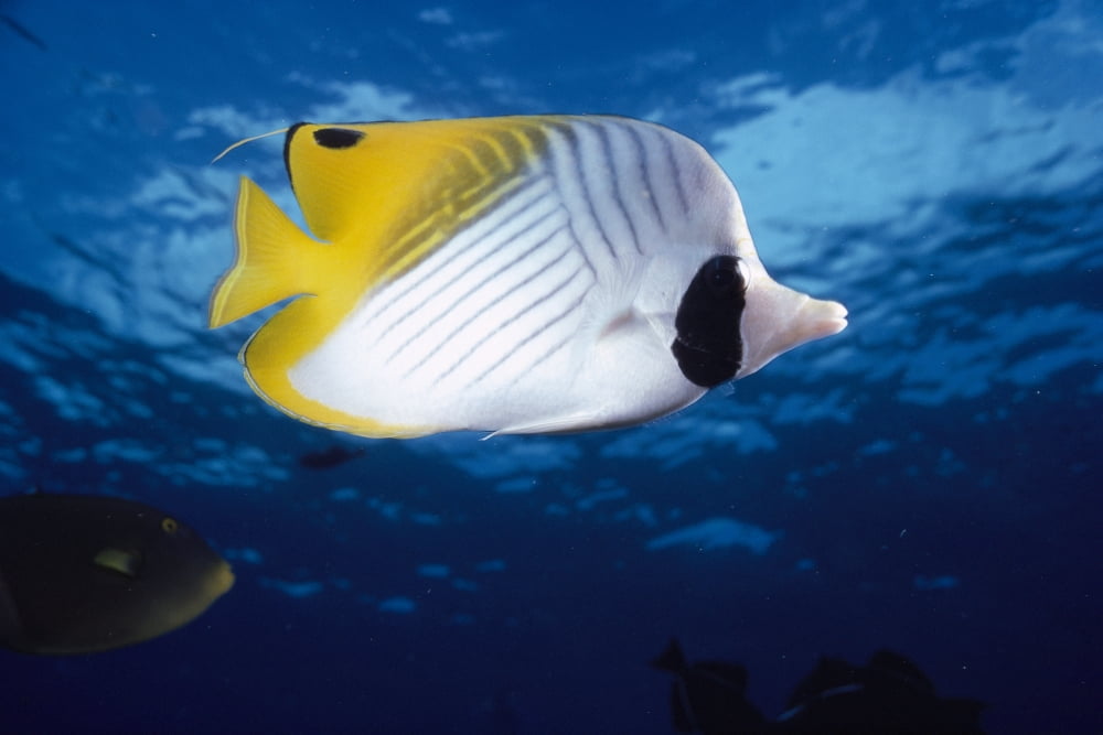 Hawaii Maui Threadfin Butterfly Fish Close-Up B1900 Canvas Art - Dave Fleetham Design Pics (38 x 24)