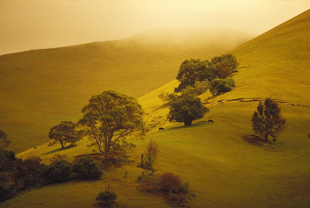 Hawaii Maui Ulupalakua Ranch Overview Of Lush Upcountry Pasture Fog Misty Background Cattle Grazing Distance Canvas Art - Ron Dahlquist Design Pics (38 x 24)