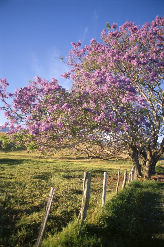 Hawaii Maui Upcountry With Jacaranda Tree Blue Skies And Fence Canvas Art - Dana Edmunds Design Pics (12 x 19)