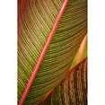 thumbnail image 1 of Hawaii, Maui, Variegated Ti-Leaf Plant. Poster Print (12 x 19), 1 of 3