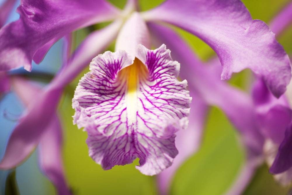 Hawaii Maui Vibrant Pink Orchid Canvas Art - Ron Dahlquist Design Pics (34 x 22)