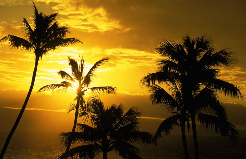 Hawaii Maui View Of Palm Tree Tops Orange Sunset In Background Ocean Canvas Art - Bill Schildge Design Pics (34 x 22)