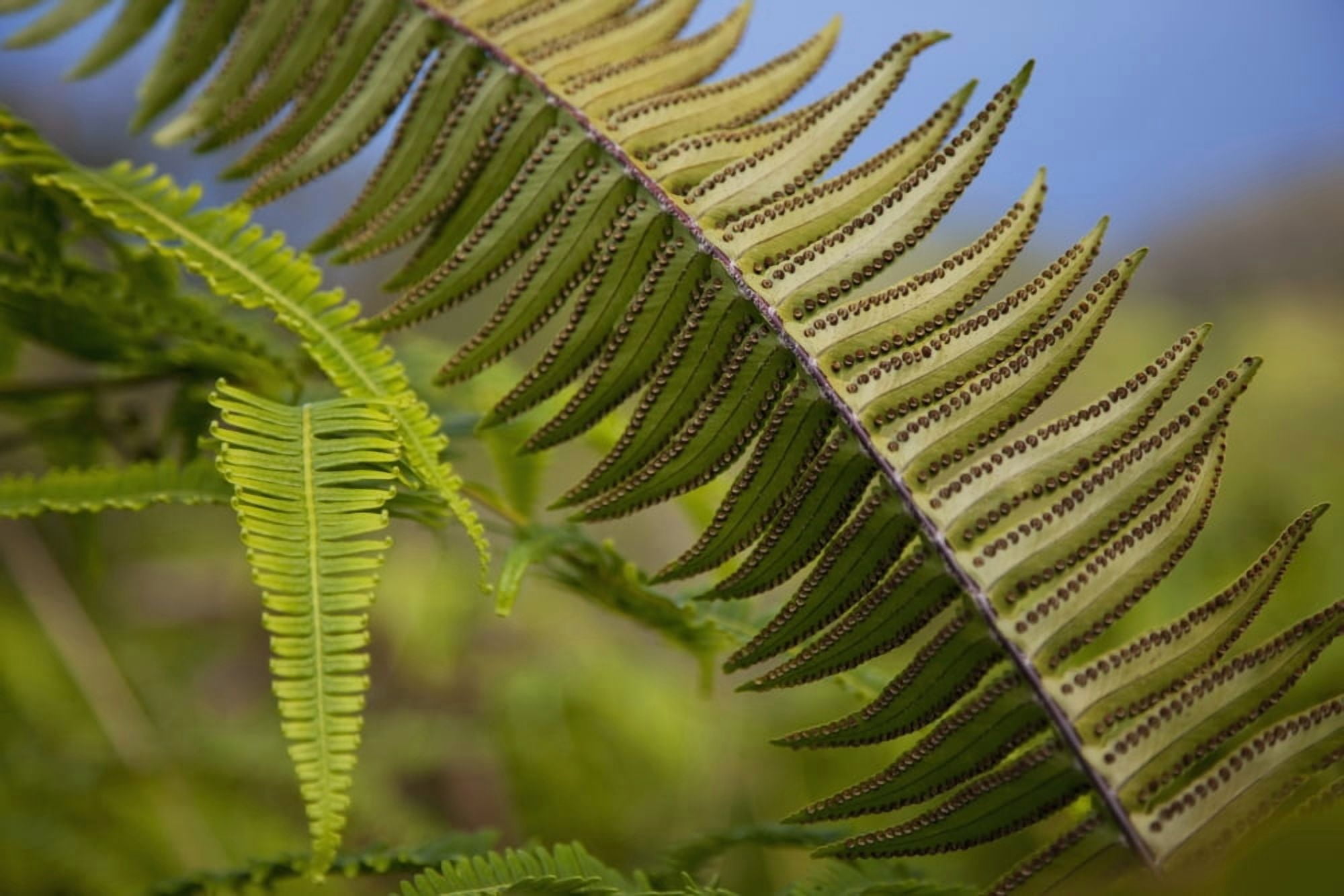 Hawaii Maui Waihee A closeup of green fern with seeds Canvas Art - Jenna Szerlag Design Pics (38 x 24)