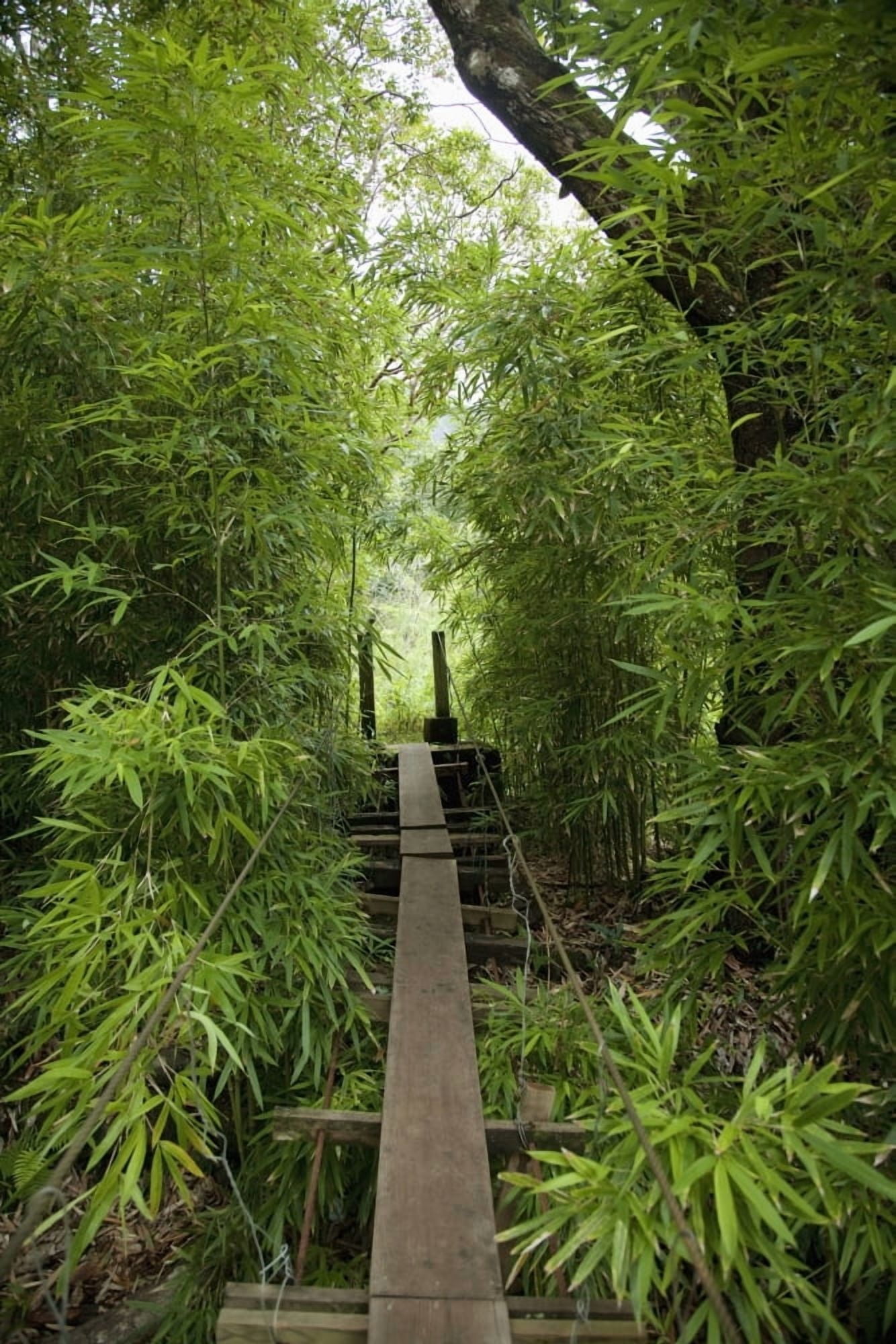 Hawaii Maui Waihee A swinging Bridge into a lush green forest Canvas Art - Jenna Szerlag Design Pics (12 x 19)