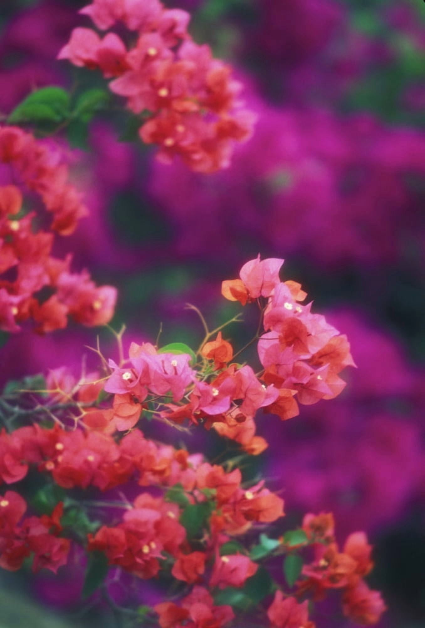 Hawaii Maui Wailea Close-Up Pink Bougainvillea Blossoms On Plant Purple In Blurry Background Canvas Art - Ron Dahlquist Design Pics (11 x 17)