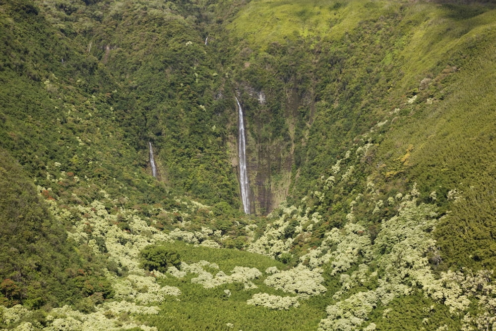 Hawaii Maui Waimoku Falls and lush greenery Canvas Art - Jenna Szerlag Design Pics (38 x 24)