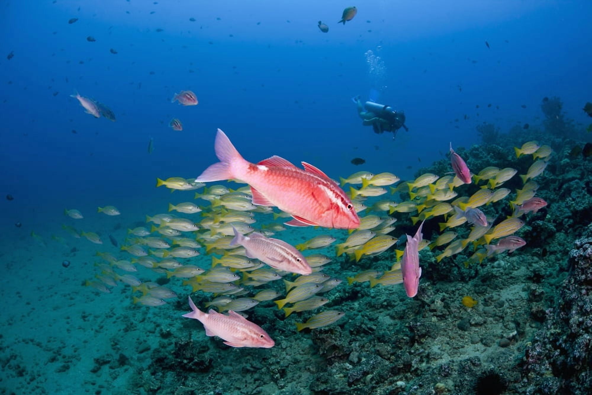 Hawaii Maui Whitesaddle goatfish (Parupeneus porphyreus) in the foreground and bluestriped snapper in the background Canvas Art - Dave Fleetham Design Pics (38 x 24)