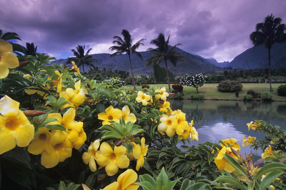 Hawaii Maui Yellow flowers at the Waikapu Valley Tropical Plantation Canvas Art - Ron Dahlquist Design Pics (36 x 24)