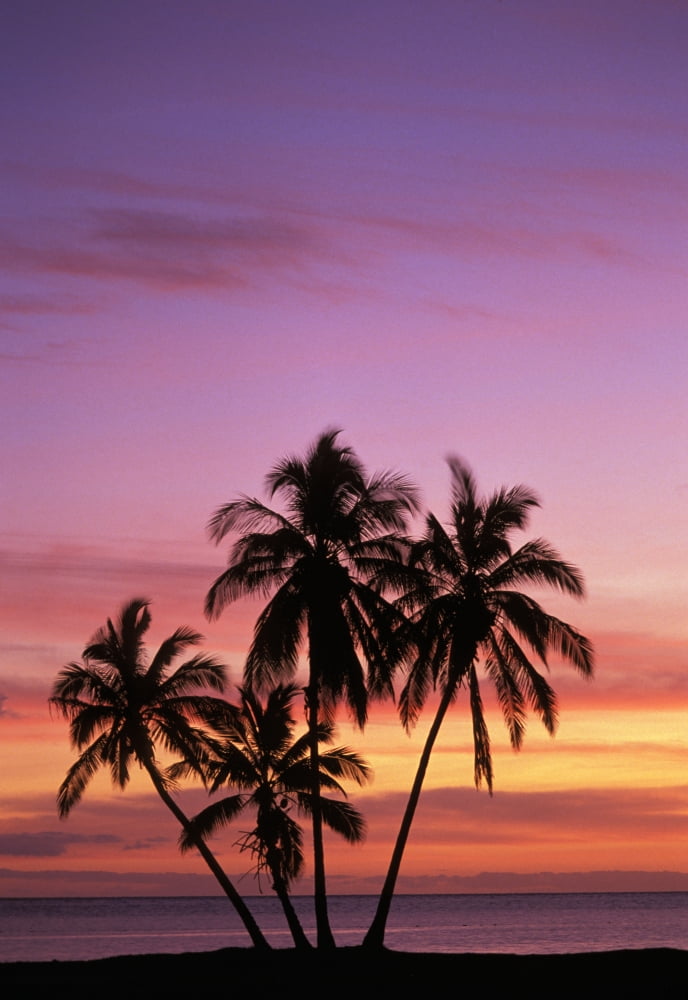 Hawaii Molokai Cluster Of Palm Trees With Beautiful Sunset Background Canvas Art - Allan Seiden  Design Pics (11 x 16)