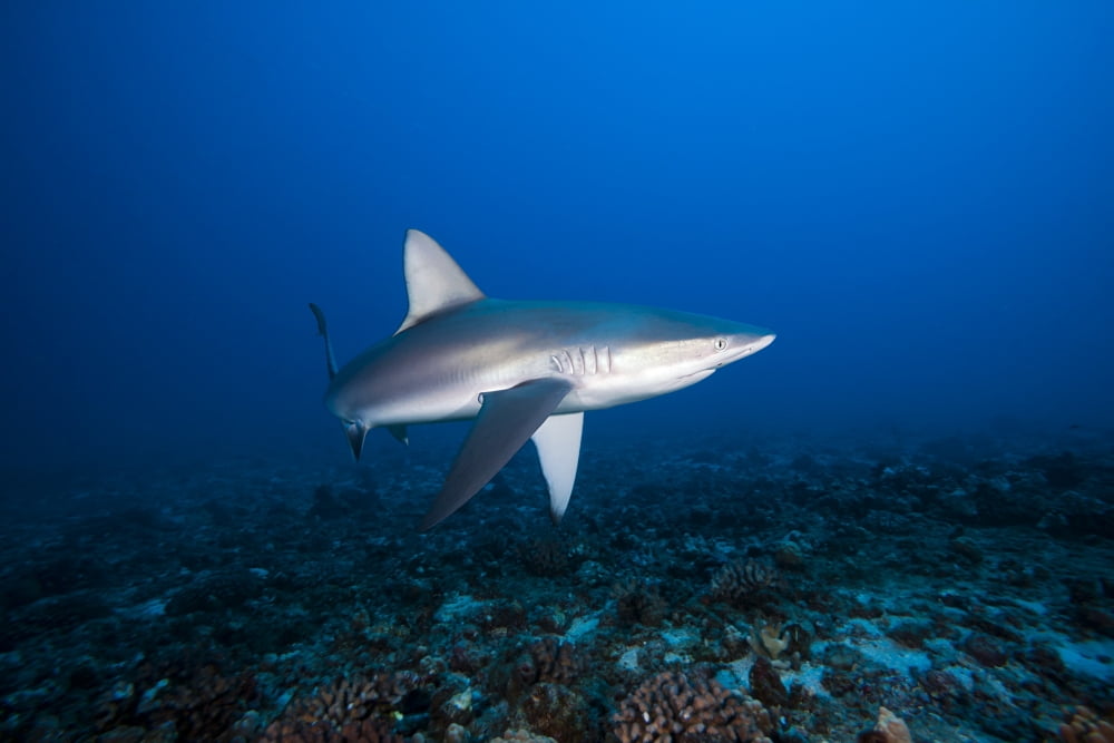Hawaii Molokai Grey reef shark (Carcharhinus amblyrhynchos) swimming below Mokuhooniki Rock Canvas Art - Dave Fleetham Design Pics (18 x 12)