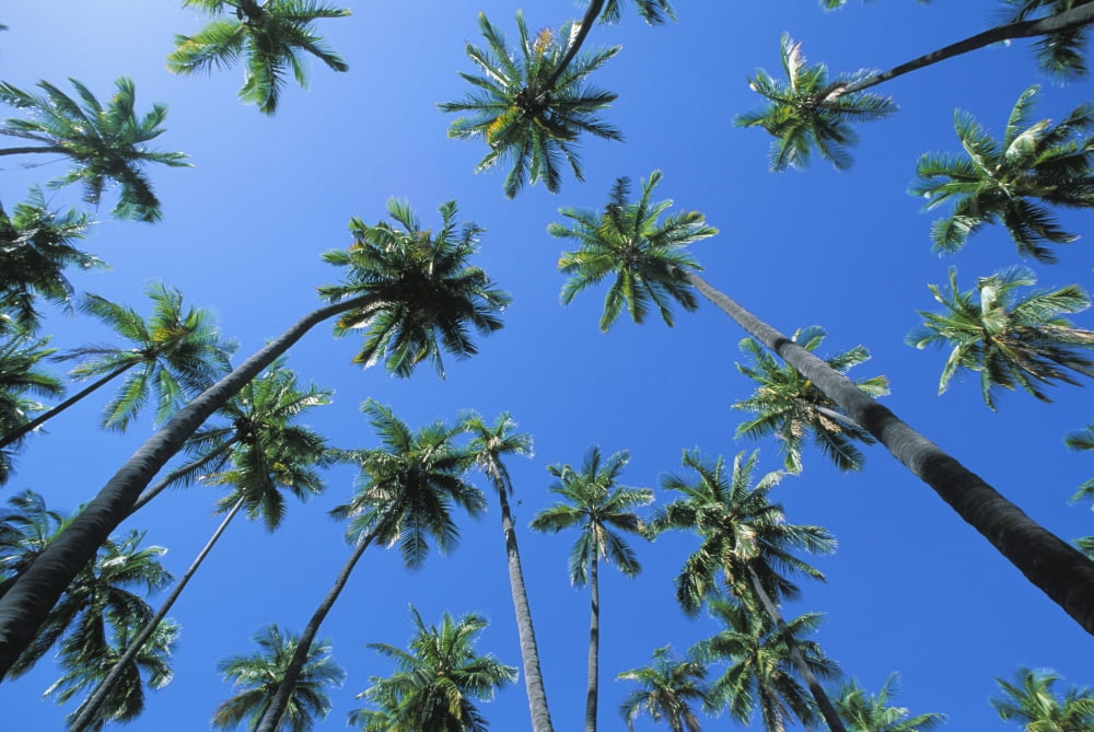 Hawaii Molokai Kapuaiwa Coconut Grove Blue Skies Canvas Art - Robert Sablan Design Pics (17 x 11)